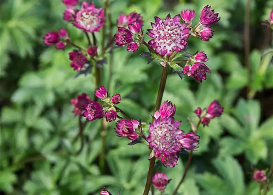 Astrantia major 'Star of Passion' -R-