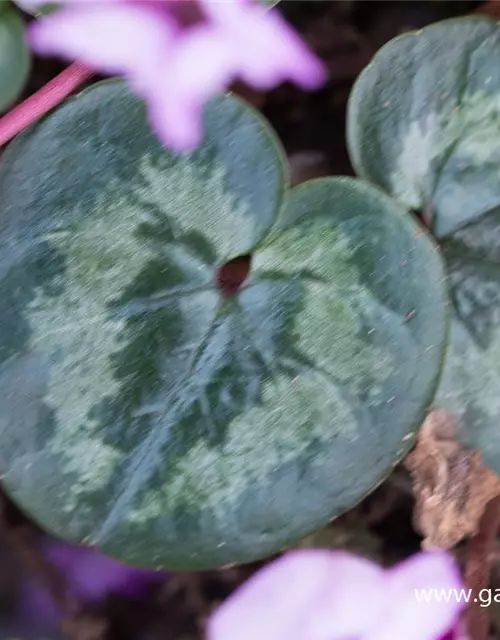 Cyclamen coum 'Cyberia Dark Rose'