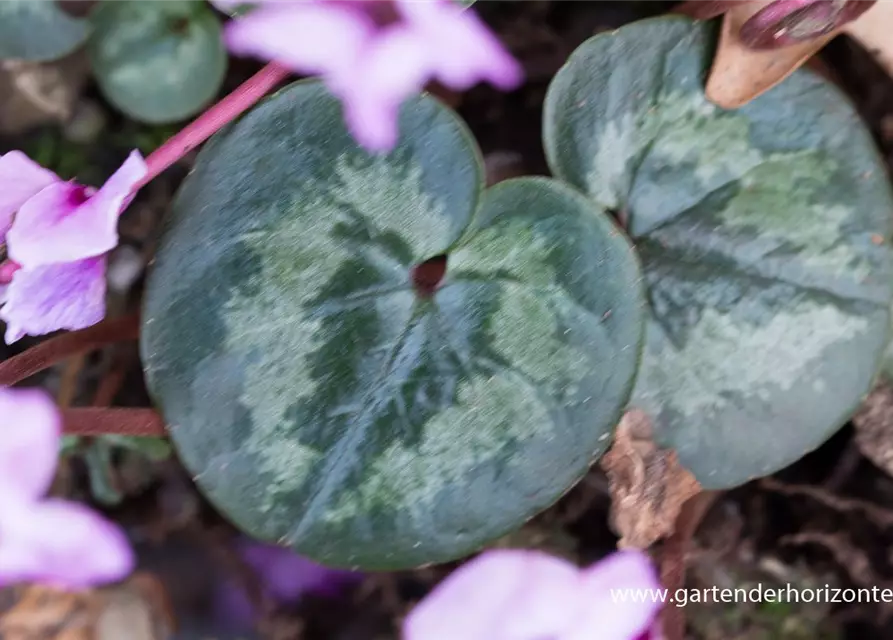 Cyclamen coum 'Cyberia Dark Rose'