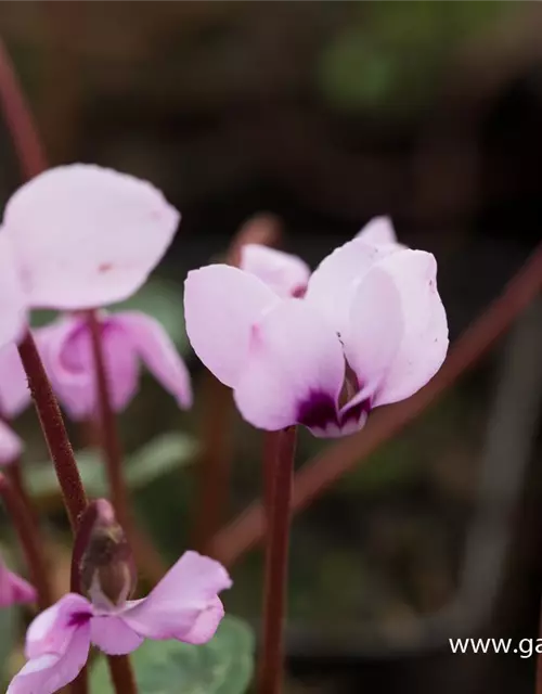 Cyclamen coum 'Cyberia Dark Rose'