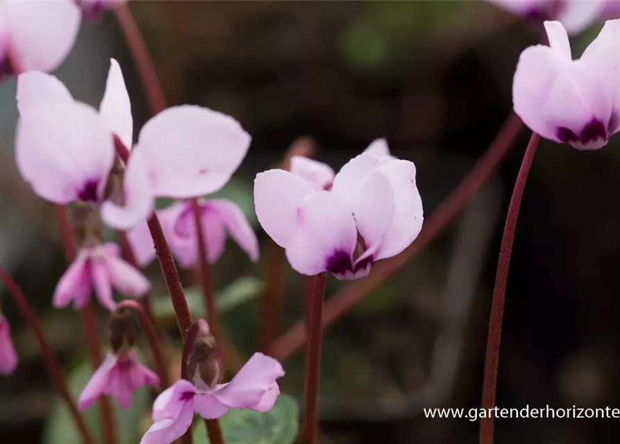 Cyclamen coum 'Cyberia Dark Rose'