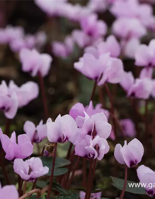 Cyclamen coum 'Cyberia Dark Rose'