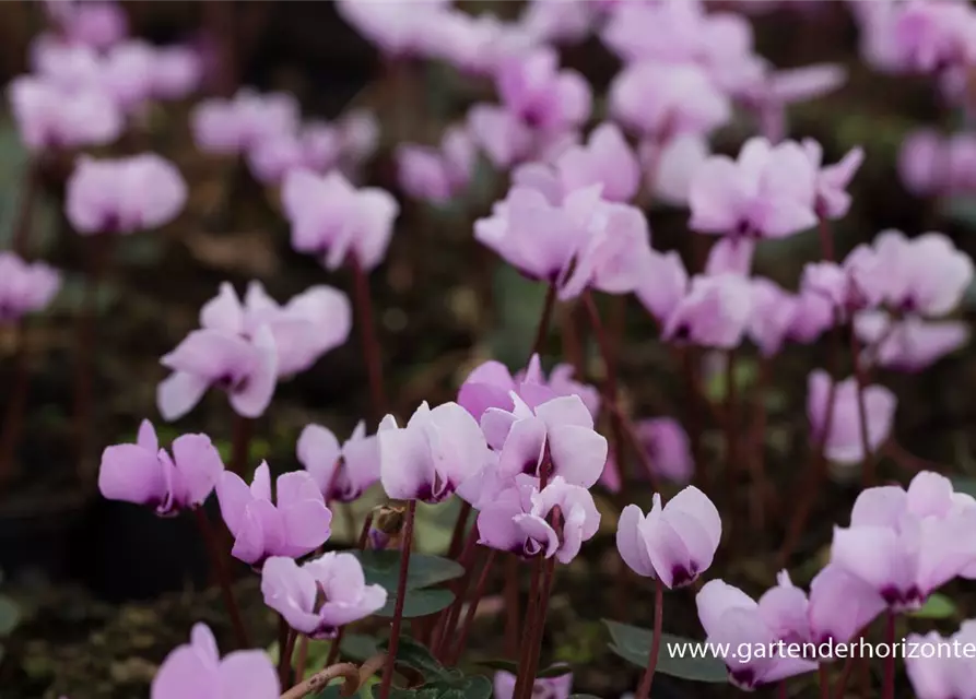 Cyclamen coum 'Cyberia Dark Rose'