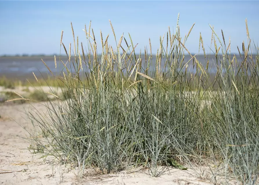 Amerikanischer Strandhafer