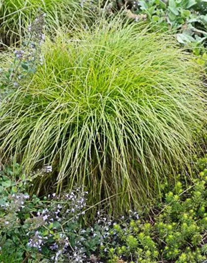 Carex remota