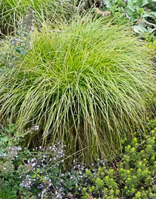 Carex remota