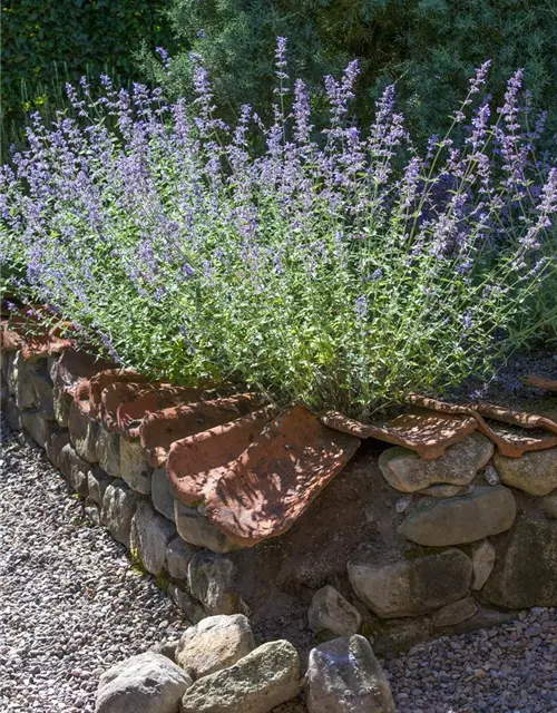 Blauraute 'Blue Spire'