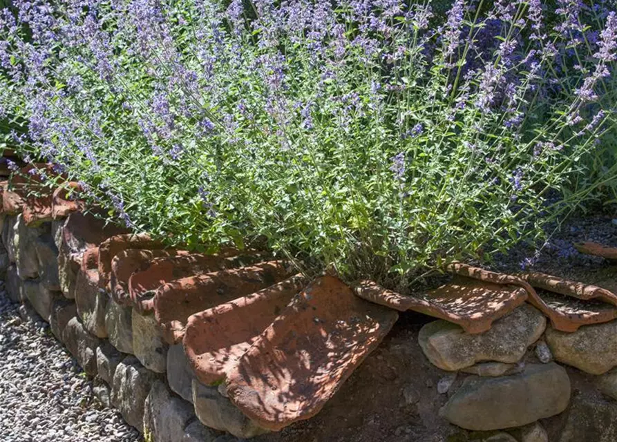 Blauraute 'Blue Spire'