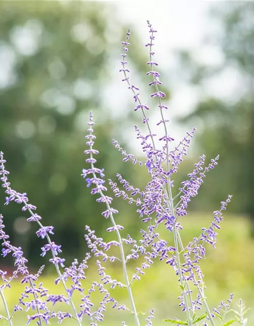 Blauraute 'Blue Spire'