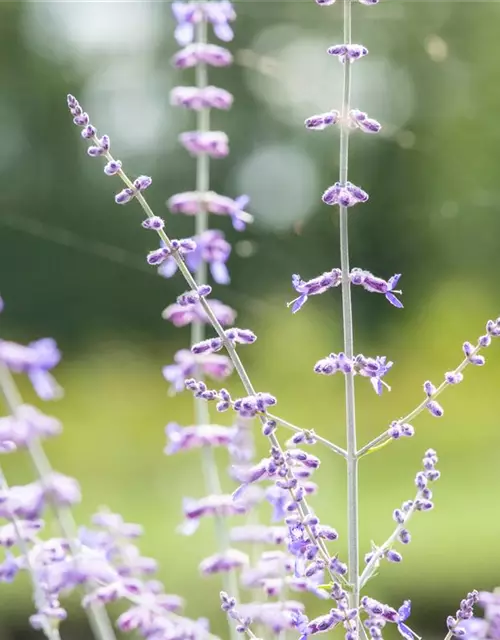 Blauraute 'Blue Spire'