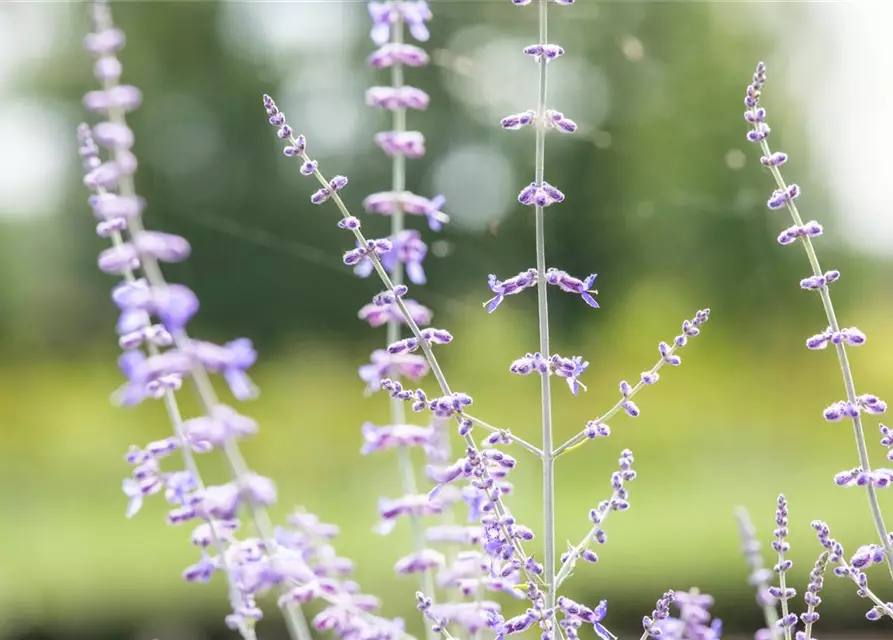 Blauraute 'Blue Spire'