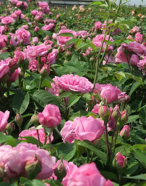 Englische Strauchrose 'Gertrude Jekyll'®