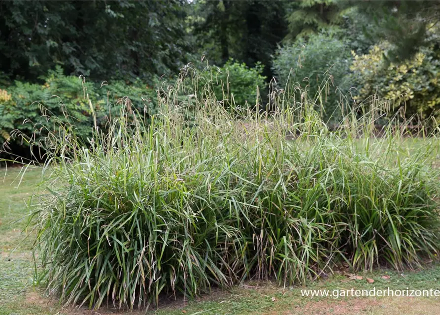 Carex pendula