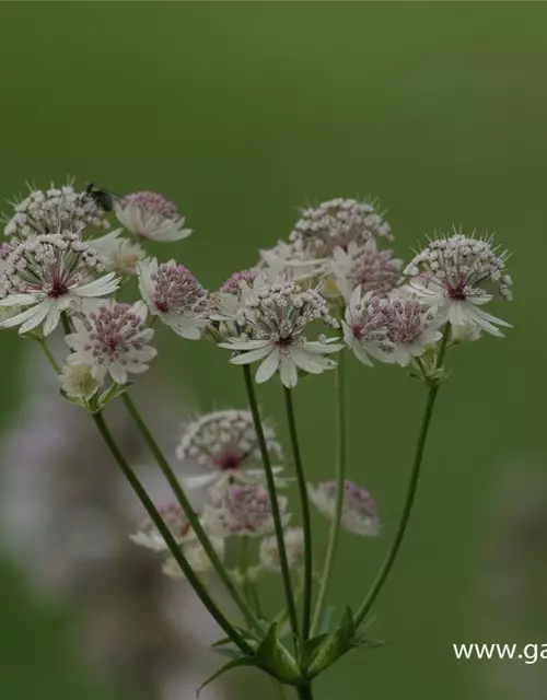 Astrantia major 'Sunningdale Variegated'