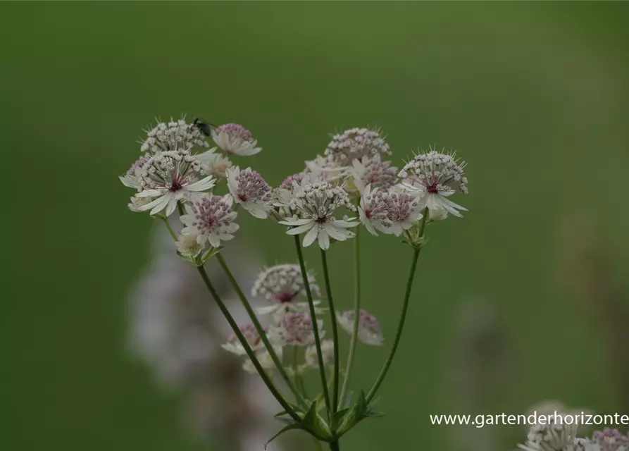 Astrantia major 'Sunningdale Variegated'