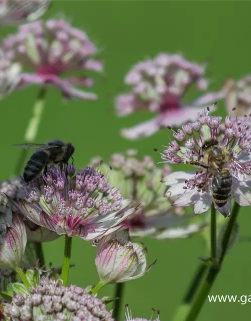 Astrantia major 'Sunningdale Variegated'