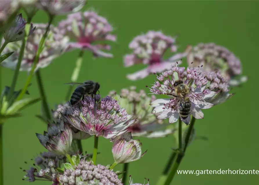 Astrantia major 'Sunningdale Variegated'