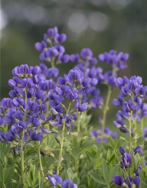 Baptisia australis