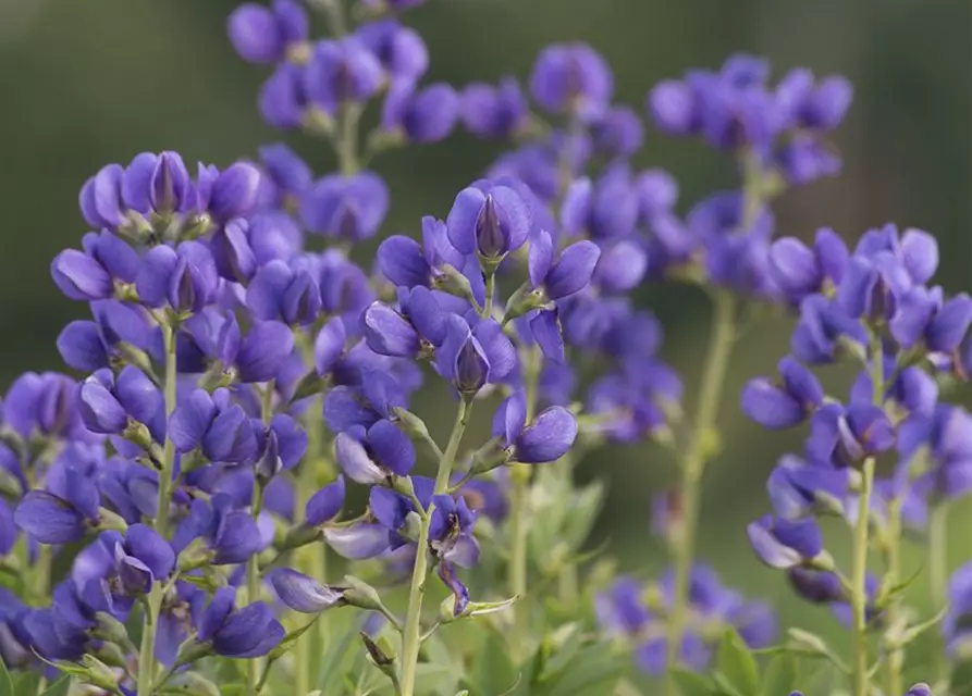 Baptisia australis