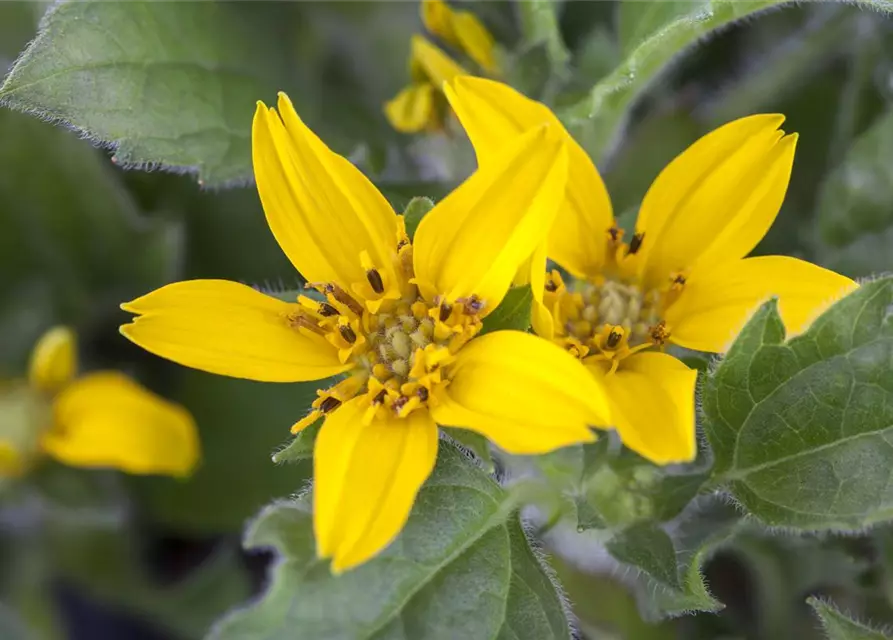 Chrysogonum virginianum