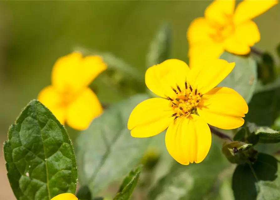 Chrysogonum virginianum