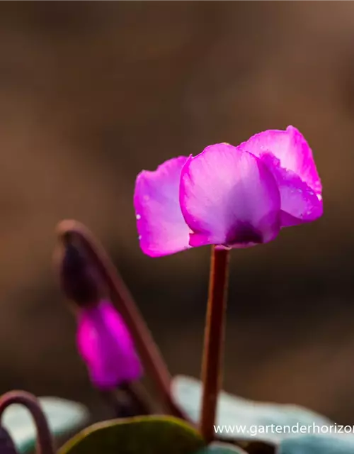 Cyclamen coum 'Rose Silverleaf'