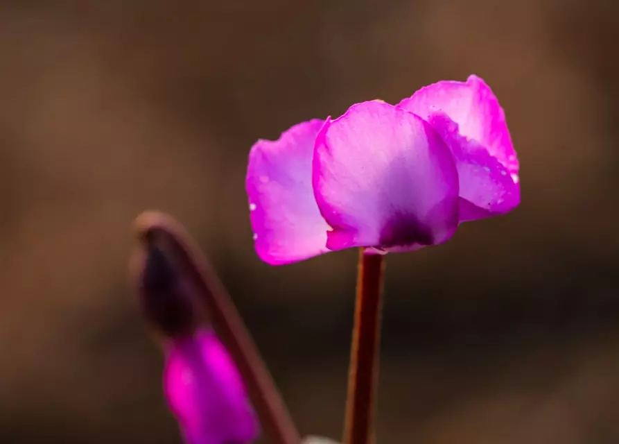 Cyclamen coum 'Rose Silverleaf'