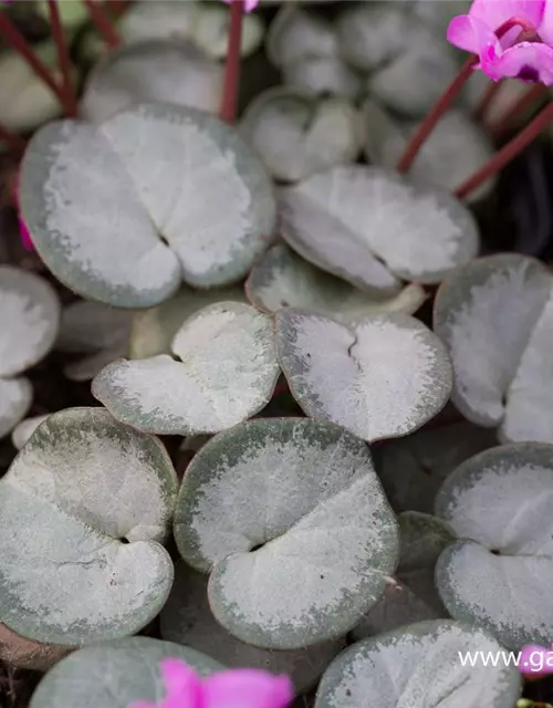 Cyclamen coum 'Rose Silverleaf'