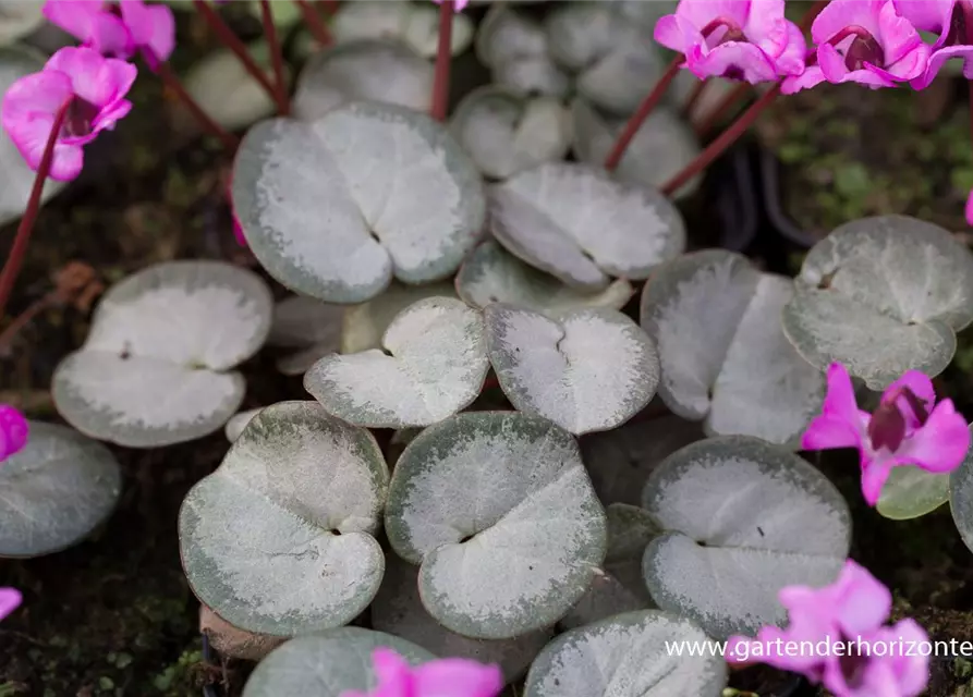 Cyclamen coum 'Rose Silverleaf'