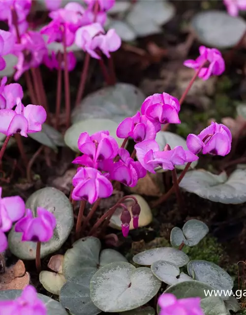 Cyclamen coum 'Rose Silverleaf'