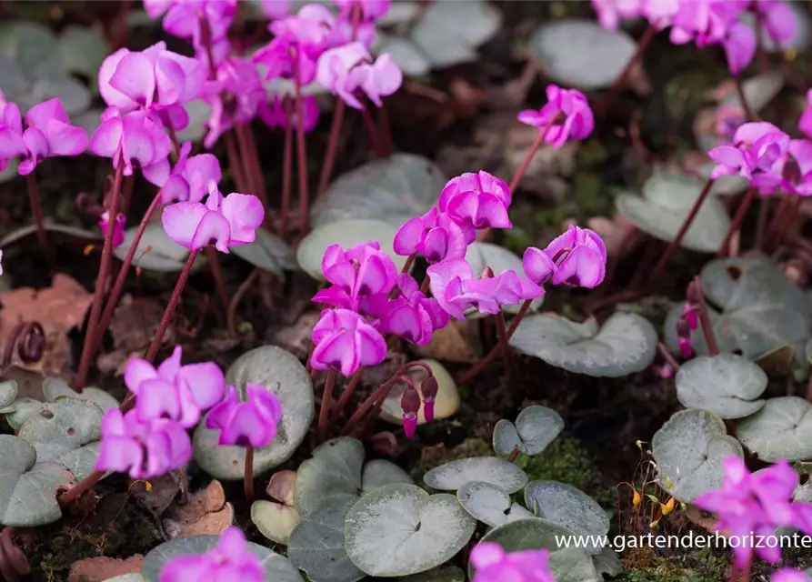 Cyclamen coum 'Rose Silverleaf'