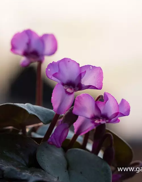 Cyclamen coum 'Rose Silverleaf'