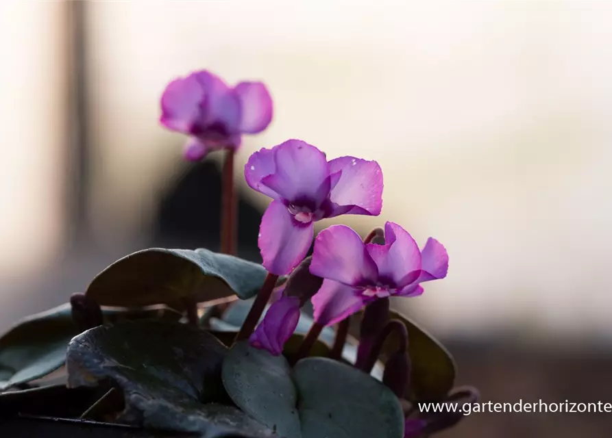 Cyclamen coum 'Rose Silverleaf'