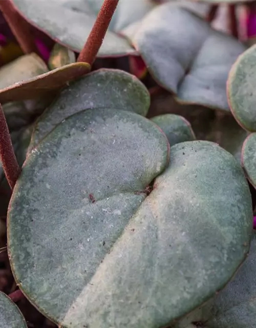 Cyclamen coum 'Rose Silverleaf'