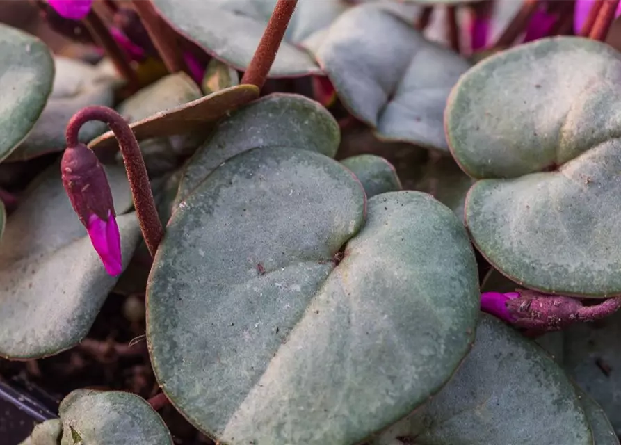 Cyclamen coum 'Rose Silverleaf'