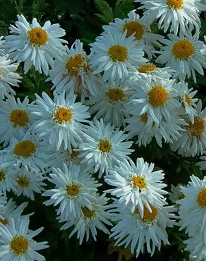 Chrysanthemum x hort.'Schneewolke'