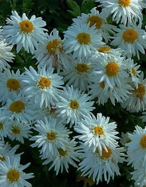 Chrysanthemum x hort.'Schneewolke'