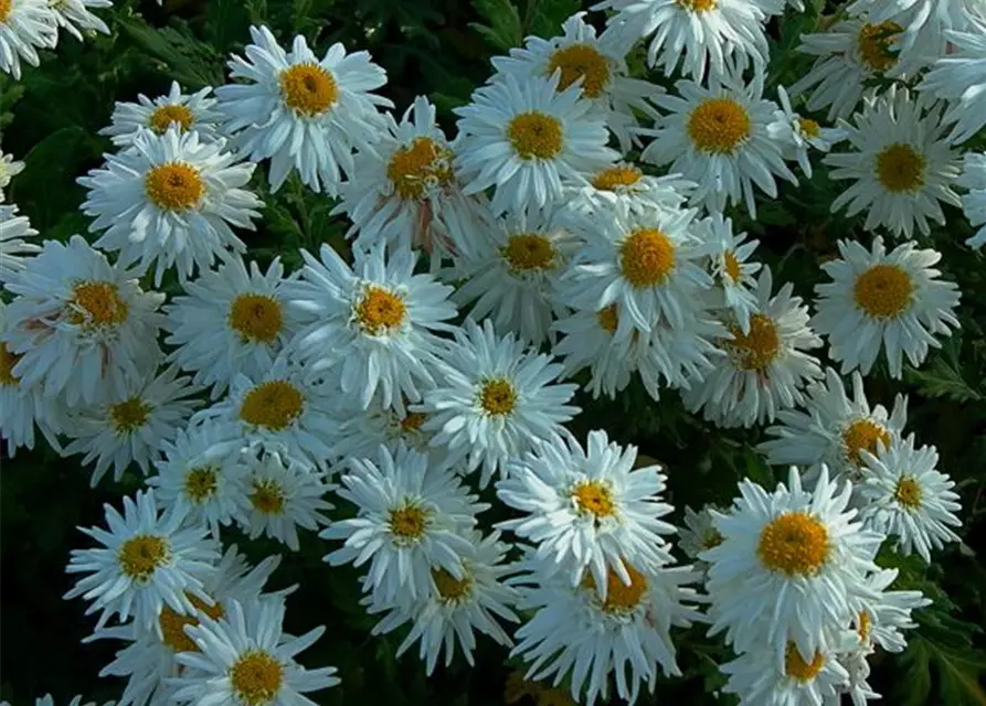 Chrysanthemum x hort.'Schneewolke'