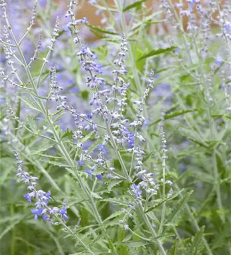 Blauraute 'Lacey Blue'®