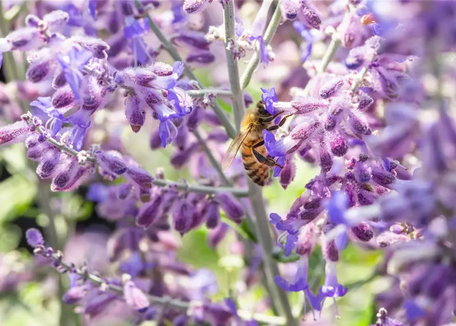 Blauraute 'Lacey Blue'®