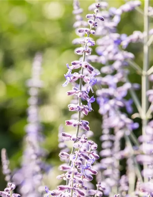 Blauraute 'Lacey Blue'®