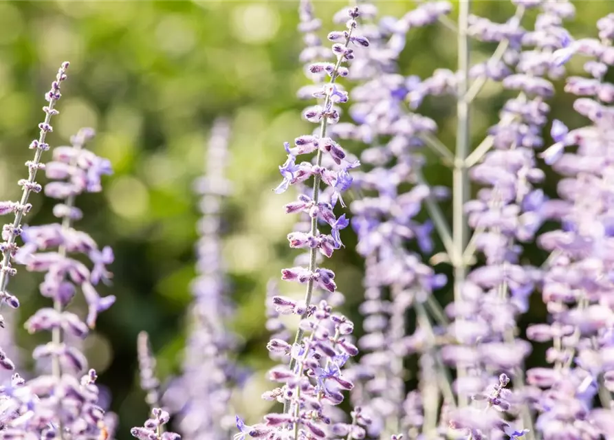 Blauraute 'Lacey Blue'®