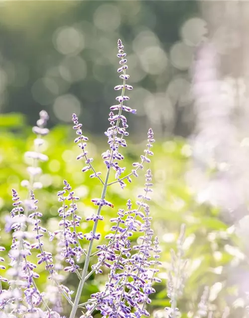 Blauraute 'Lacey Blue'®