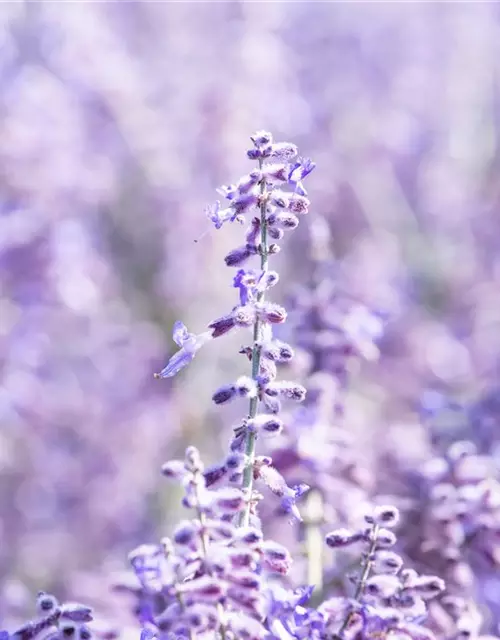 Blauraute 'Lacey Blue'®