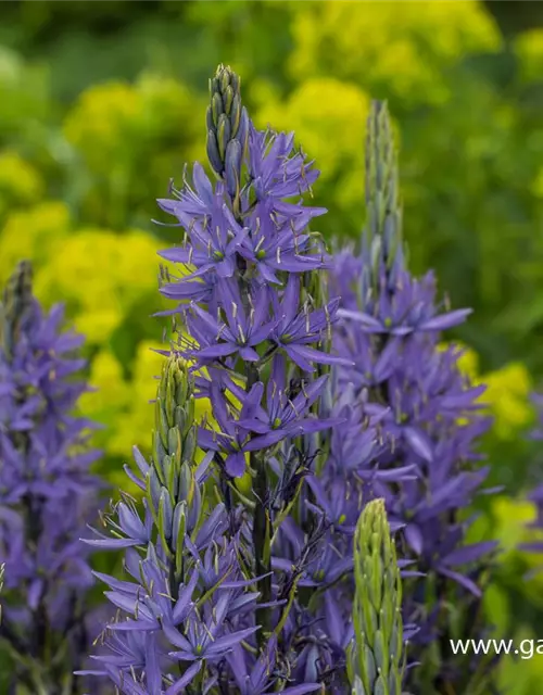 Camassia leichtlinii 'Caerulea'