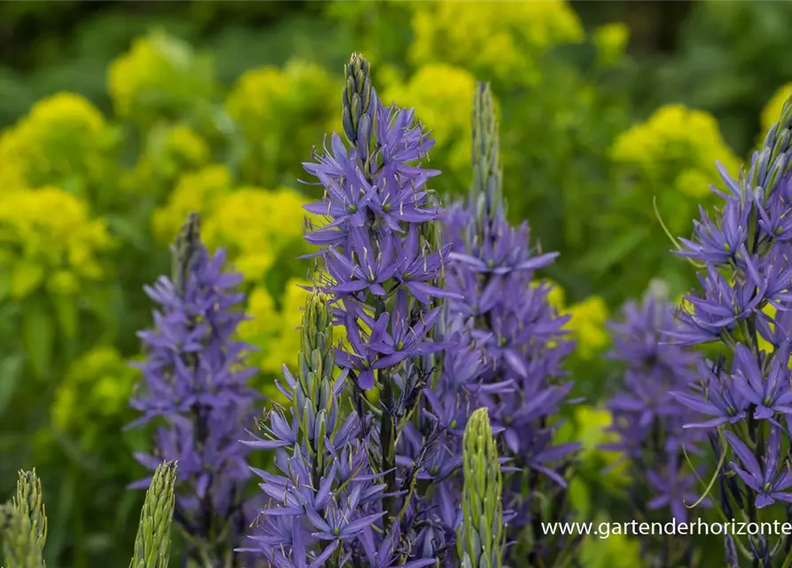 Camassia leichtlinii 'Caerulea'