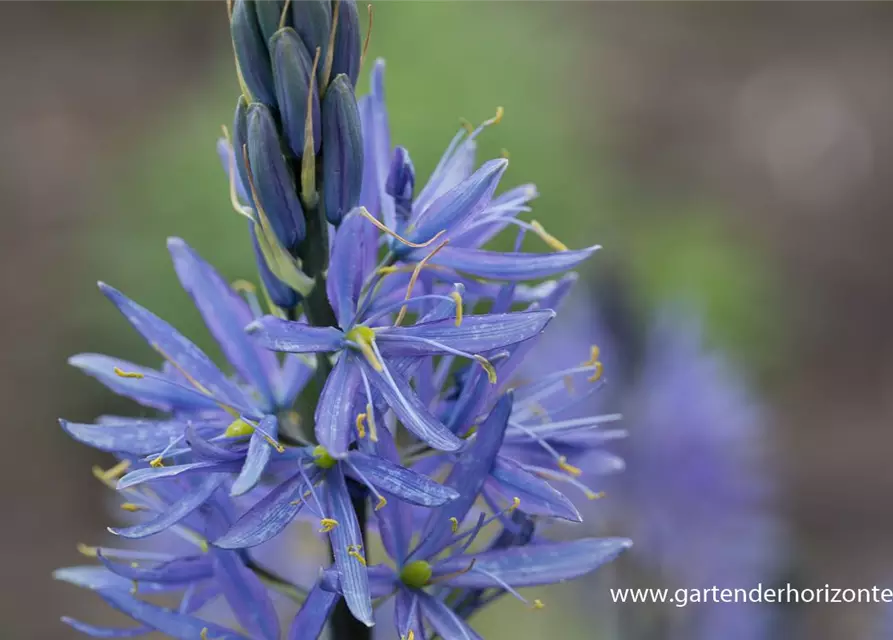 Camassia leichtlinii 'Caerulea'