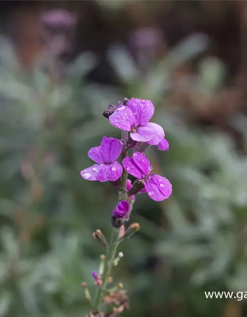 Erysimum cheiri 'Bowles Mauve'