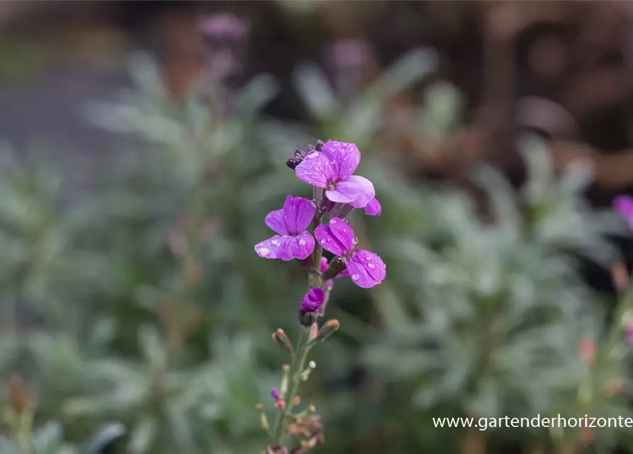 Erysimum cheiri 'Bowles Mauve'