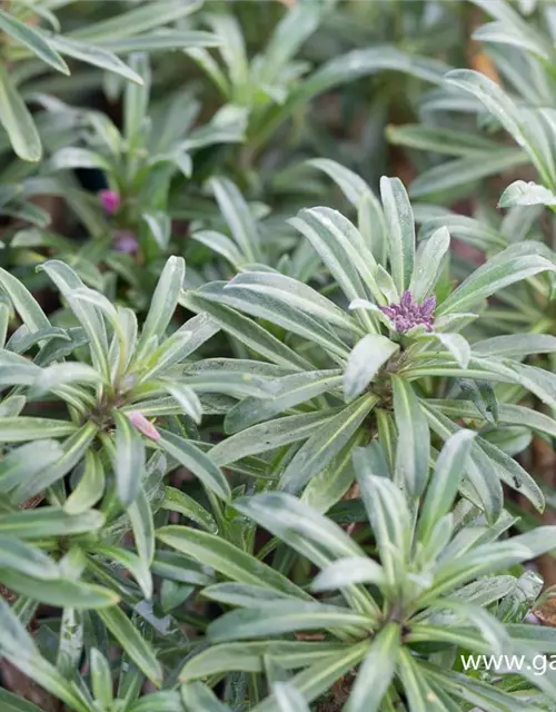 Erysimum cheiri 'Bowles Mauve'